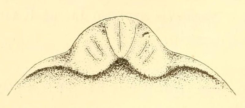 File:Bdellocephala annandalei head.jpg