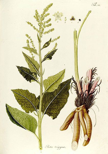 File:Beta trigyna.jpg