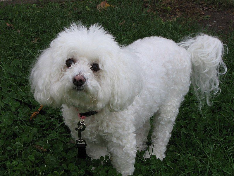 File:Bichon Frise.jpg