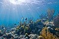 Underwater view of a coral reef at Biscayne National Park