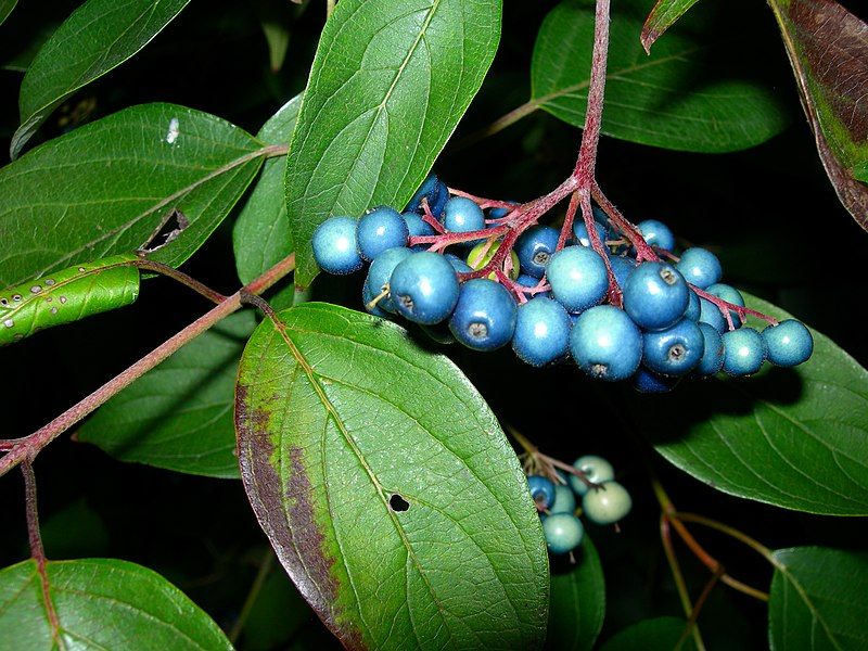 File:BlueBerries.JPG