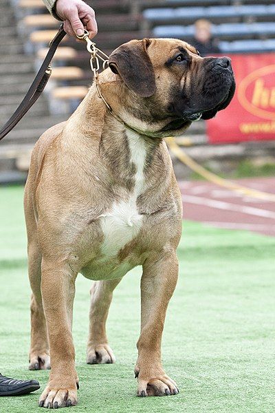 File:Boerboel wiki.jpg