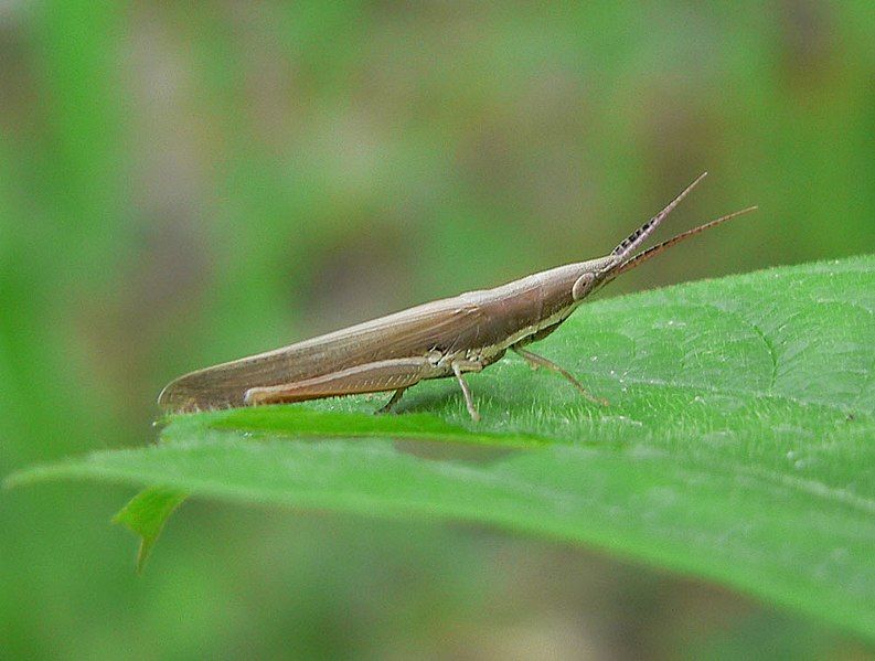 File:Brachycrotaphus tryxalicerus female.JPG