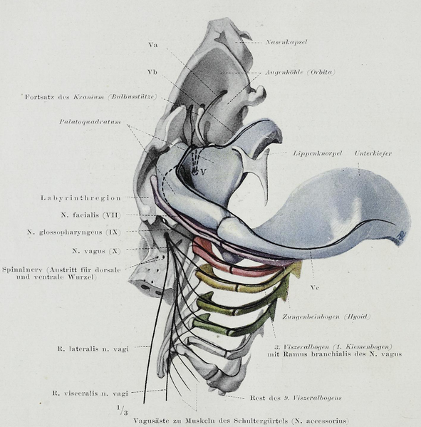 File:Braus 1921 317.png