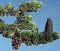 The branch of a bristlecone pine in the Snake Range of Nevada.