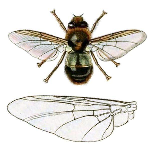 File:Britishentomologyvolume8Plate146, crop1.jpg