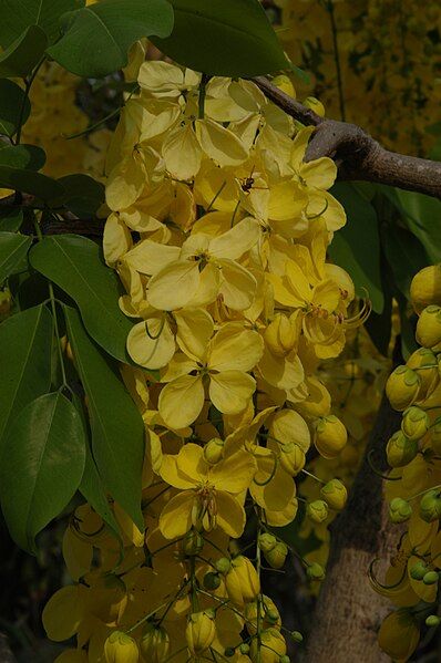 File:Cassia fistula05.JPG