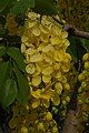 Cassia fistula