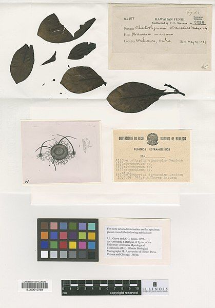 File:Chaetothyrium straussiae herbarium.jpg