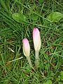 Colchicum cilicicum 'Purpureum' buds