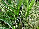 Valley Garter Snake