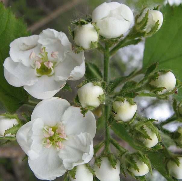 File:Crataegus pennsylvanica flowers.jpg