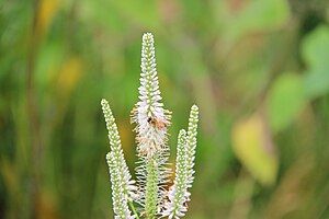 A bee on a Culver's Root (Veronicastrum virginicum) flower.