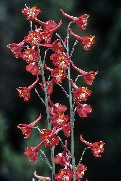 File:Delphinium cardinale.jpg