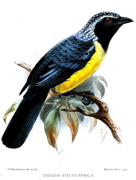 File:DubusiaStictocephalaKeulemans.jpg