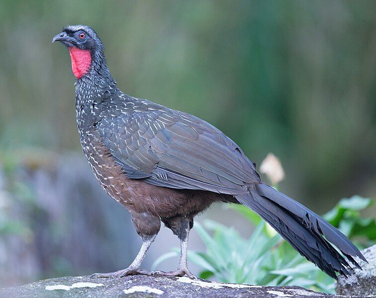 File:Dusky-legged guan.jpg