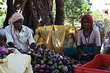 K15.. Two farm workers sorting egg plants in Sejwat village, Gujarat.