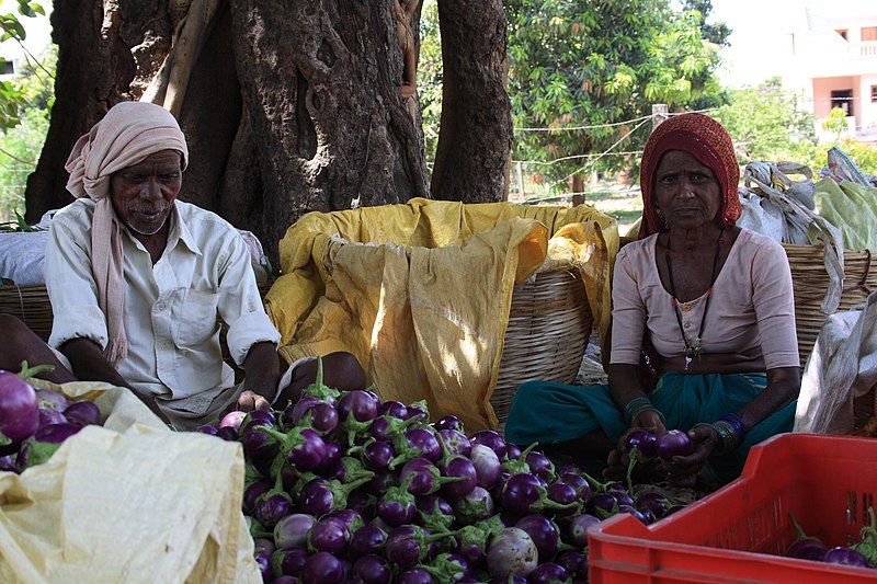 File:EggplantAssorting.JPG