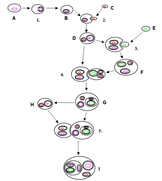 File:Endosymbiosis.PNG