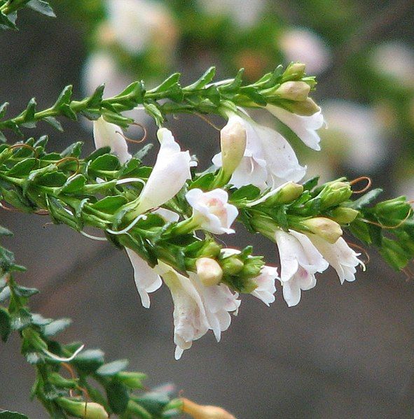 File:Eremophila brevifolia.jpg