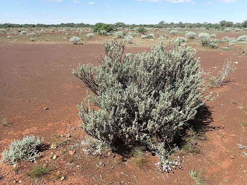 File:Eremophila rigida (habit).jpg