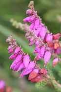 Dorset heath