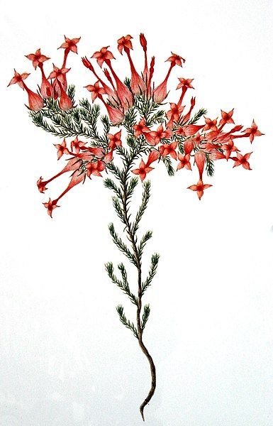 File:Erica junonia00.jpg