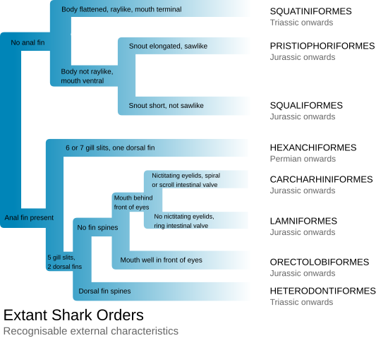 File:Extant Shark Orders.svg