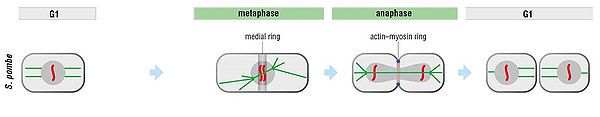 Cytokinesis of the fission yeast.