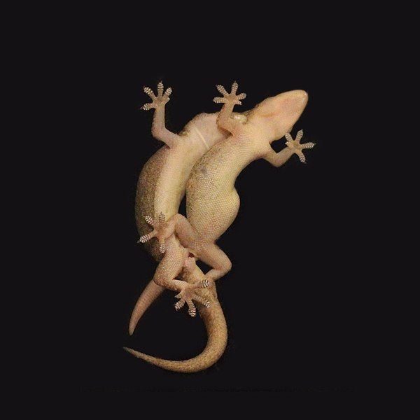 File:Geckos mating.jpg