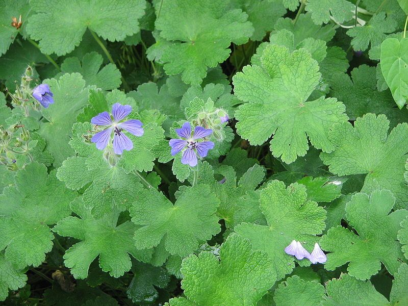 File:Geranium Philippe Vapelle01.jpg