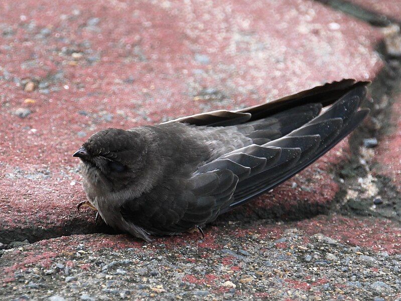 File:Germain's swiftlet.jpg