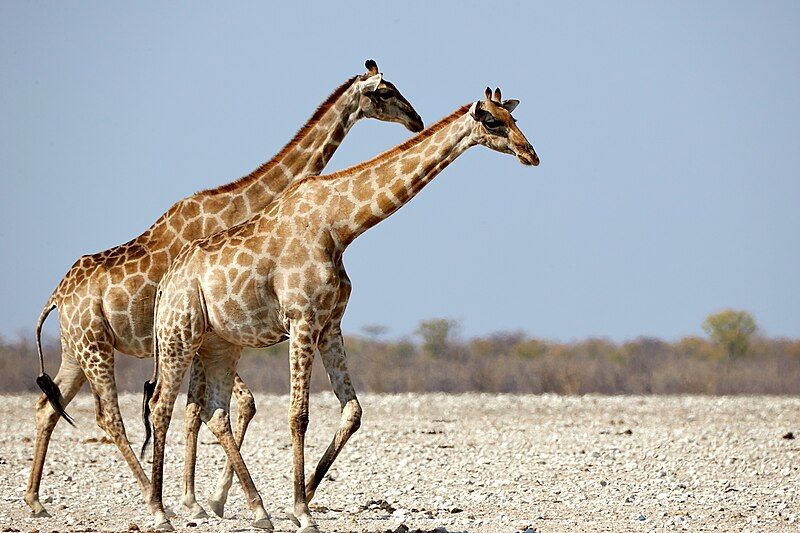 File:Giraffe Pair 2019-07-24.jpg