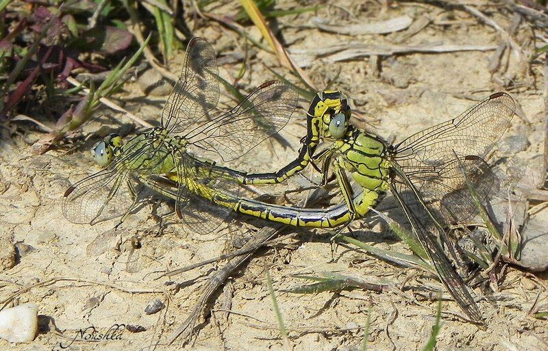 File:Gomphus-pulchellus03 0905.jpg