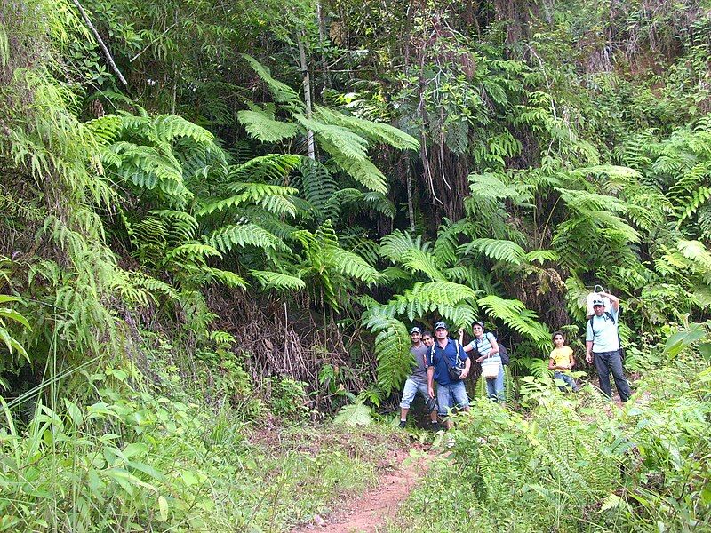 File:Helechos Arborescentes.jpg