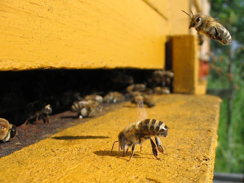 File:Honeybee-cooling cropped.jpg