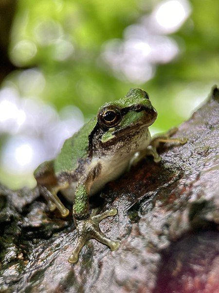 File:Hyla japonica 190964693.jpg