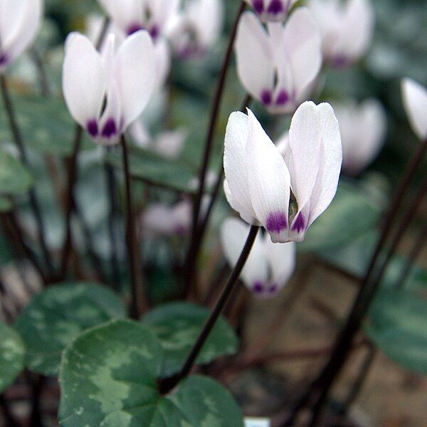 File:IMG 5422-Cyclamen pseudibericum.jpg