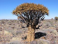 Quiver tree in southern Namibia.