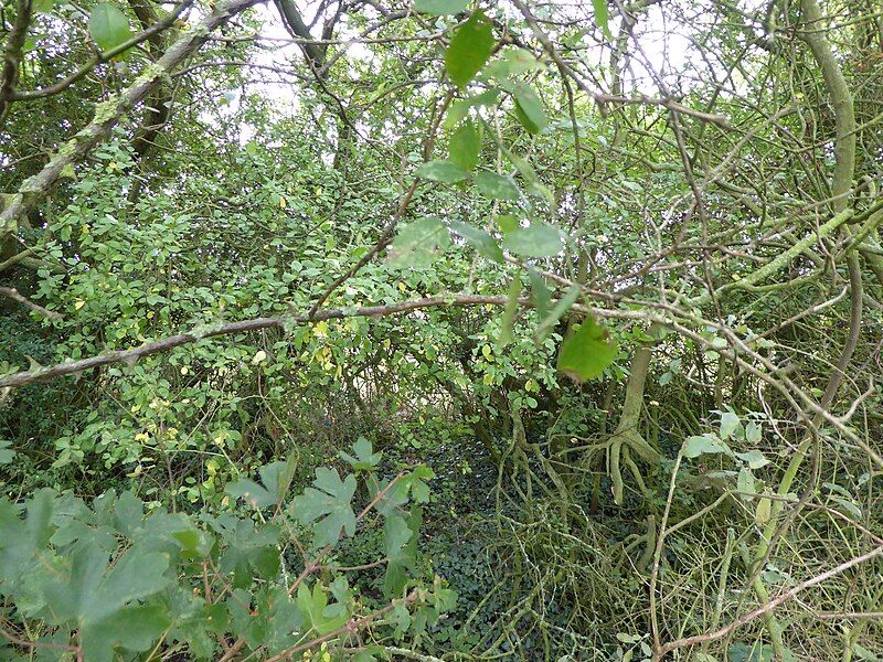 File:Kendall's Meadow hedge.jpg