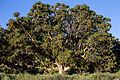 Hagenia abyssinica (tree)