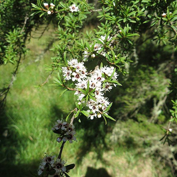 File:Kunzea ericoides.jpg