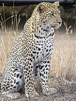 A leopard