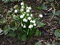 Leucojum vernum