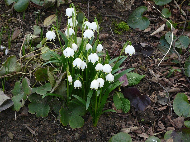 File:Leucojum vernum001.jpg