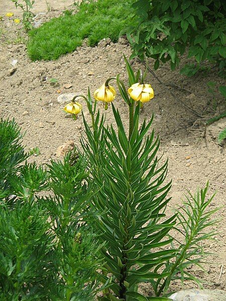 File:Lilium jankae.jpg