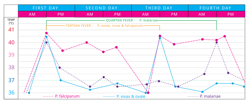 File:Malaria fever.svg