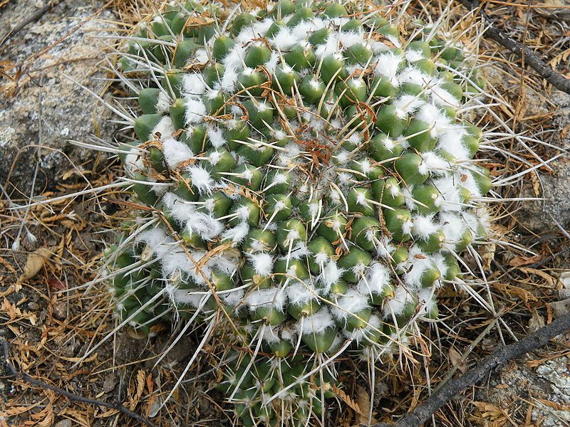 File:Mammillaria compressa (5706854390).jpg