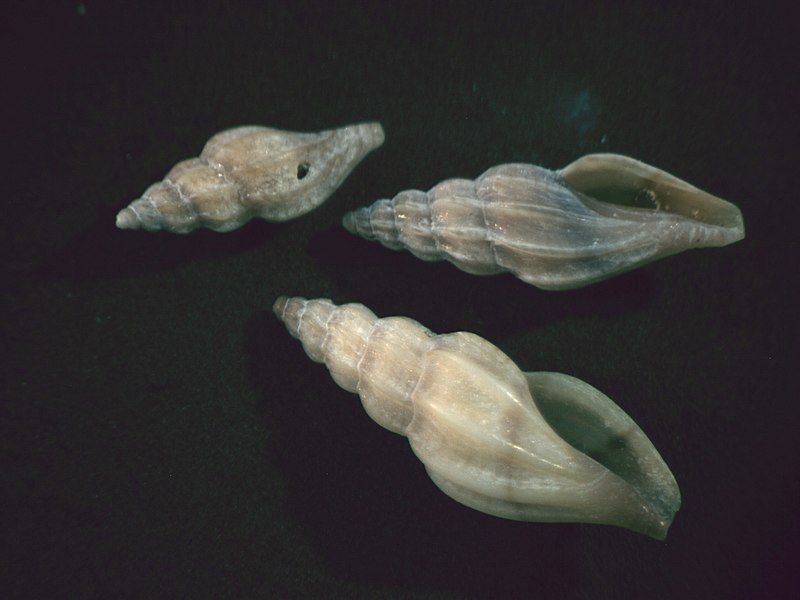 File:Mangelia attenuata 001.jpg