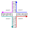 Schematic of a DNA Holliday junction